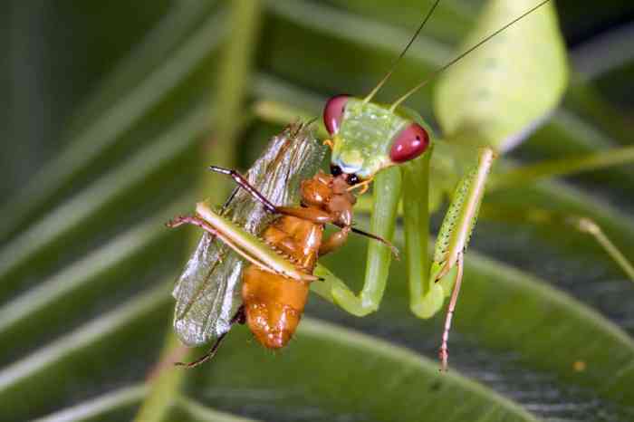 Do praying mantises eat ticks