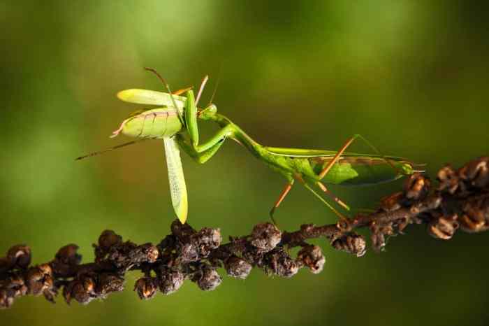 Do praying mantises eat ticks