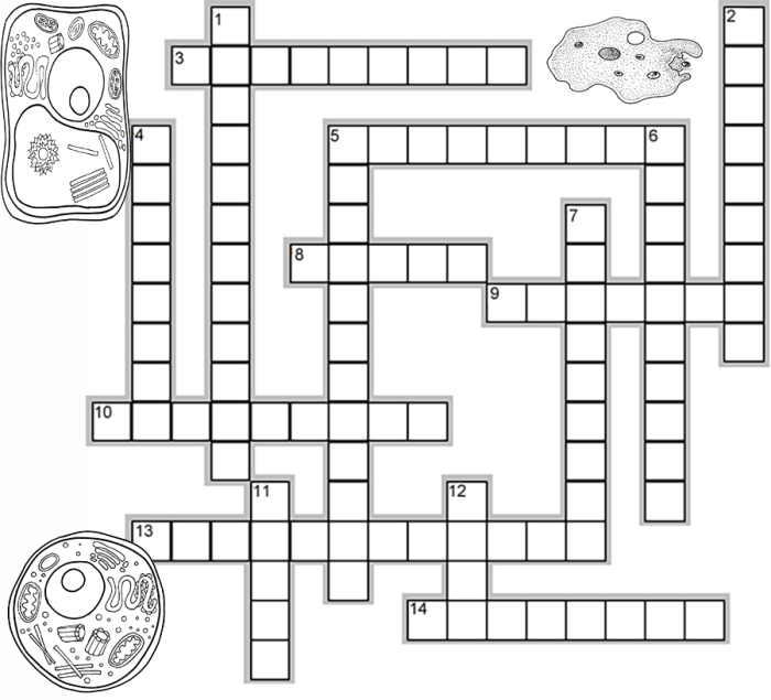 Cell crossword puzzle answer key