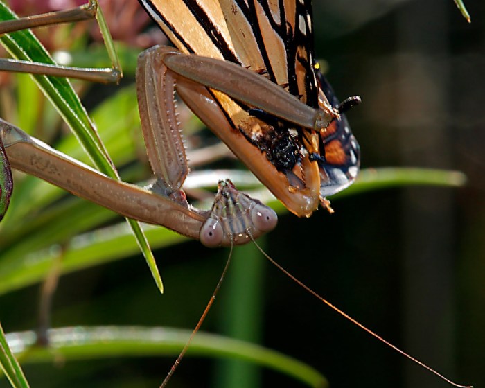 Mantis praying eat eating flowers blood poisonous ticks spiders ing