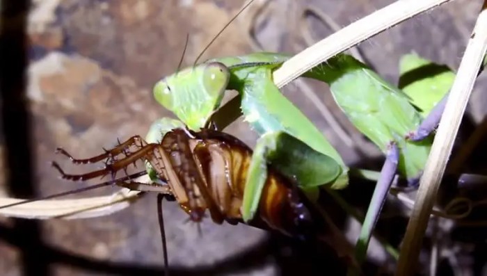 Mantis praying belalang memakan feeding eating mantises sembah burung prey mampu salah fakta satunya simak otak captivity