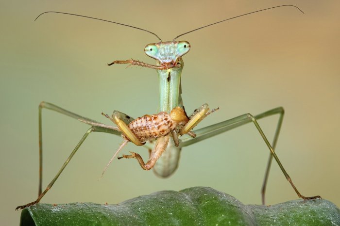 Do praying mantises eat ticks