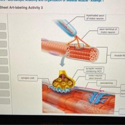 Exercise 12 review sheet art-labeling activity 1