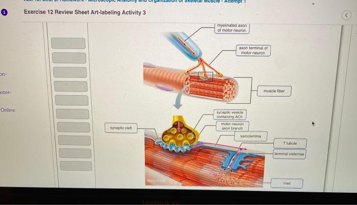 Exercise 12 review sheet art-labeling activity 1