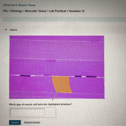 Pal histology muscular tissue lab practical question 1